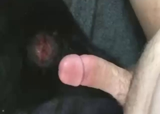 Sore asshole of a kinky dog gets fucked silly