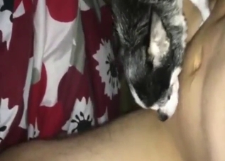Sexed-up Chihuahua dog licks fat cock in zoo sex