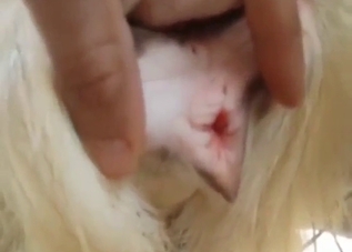 Goat endures bestiality sex with hot handjobs