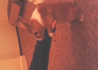 Dry humping zoo sex with an energetic bunny