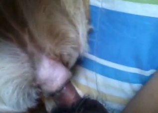 Latino zoophile fucking a submissive dog in POV