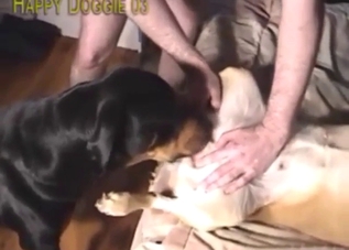 There need to be at least two dogs pleasing him
