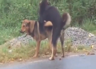 Two dogs find a secluded enough spot for sex