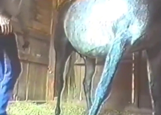 Stallion is going to splurge out fucking semen