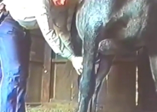 Stallion is going to splurge out fucking semen