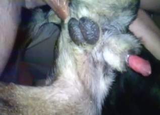 Dude is going to appreciate a dog's anal hole