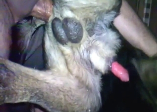 Dude is going to appreciate a dog's anal hole