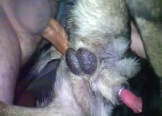 Dude is going to appreciate a dog's anal hole