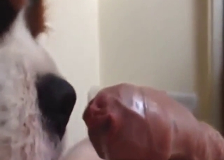 Dude urges his dog to lick that juicy throbber