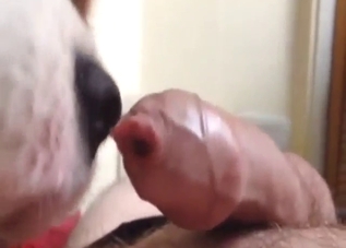 Dude urges his dog to lick that juicy throbber