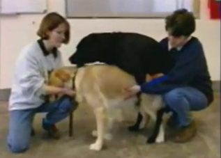 Two dogs are ready to fuck each other harder