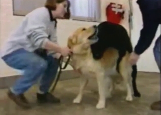 Two dogs are ready to fuck each other harder
