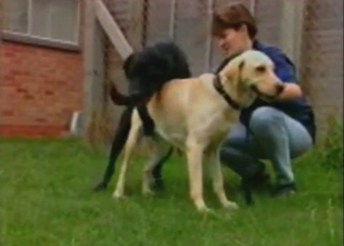 Two dogs are ready to fuck each other harder