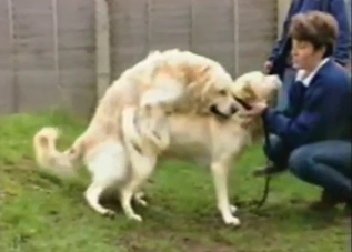 Two dogs are ready to fuck each other harder