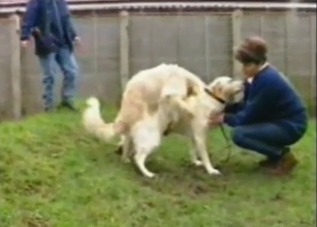 Two dogs are ready to fuck each other harder