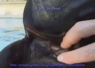 Zoophile proves he's straight by fingering a seal