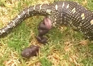 Python's poop can be sexy if you're into that