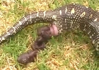 Python's poop can be sexy if you're into that