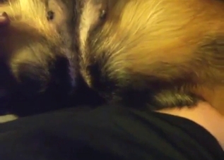 Female beast takes his meaty penis in POV