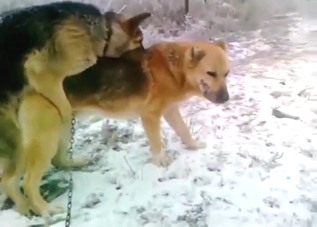 Dog-on-dog fuck keeps them both as hot as possible