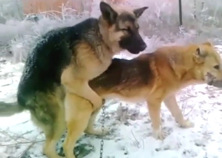 Dog-on-dog fuck keeps them both as hot as possible