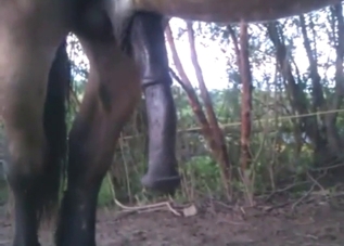 Horse showing off its penis to make you happy