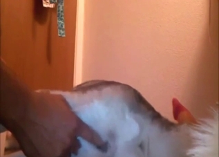 Fingering that Husky's hole is what he needed