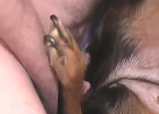 Dude with a very bare ass fucking his slutty Rotty