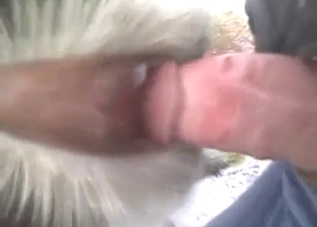 Goat is going to get fucked by this guy's huge D