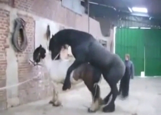 Hot sex scene showing a mare taking a HORSE COCK