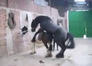 Hot sex scene showing a mare taking a HORSE COCK