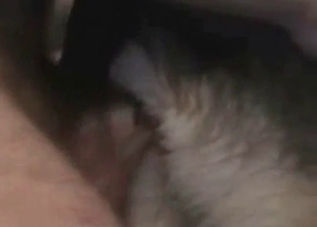 Horny animal pleasuring a raging boner on cam