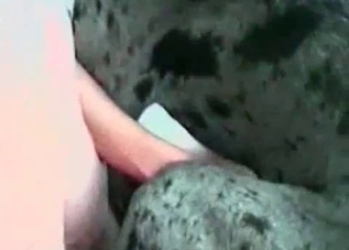 Hung guy penetrating this black dog's holes