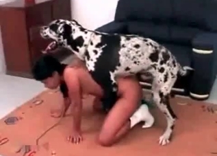 Tight pussy cutie fucking a sex-starved Dalmatian