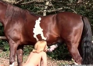 Massive horse dick is getting orally worshipped