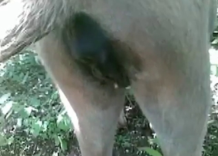 Dog's anal hole gets creampied outdoors