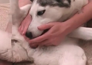 Incredible-quality bestiality on a big bed