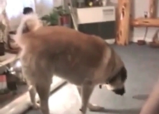 Mutt's huge cock pleasured by a busty bombshell