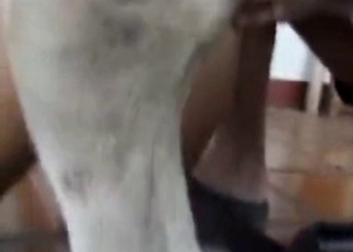 Horse's huge cock is getting stroked on camera