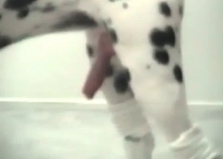Oral fucking with a dirty-ass Dalmatian