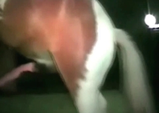 Sex-starved zoophile chick fucks a hung pony
