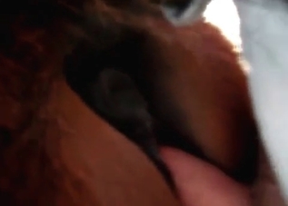 Horse's yearning asshole takes a dude's dick