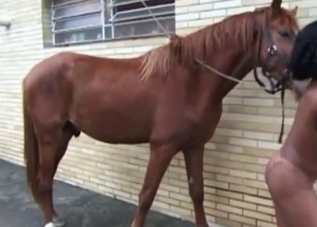 Gorgeous horse fucking a tanned cutie on cam